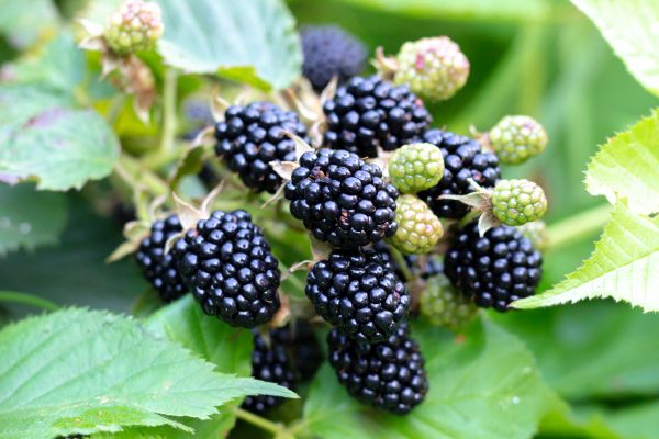 Blackberry Bush Removal in Indio