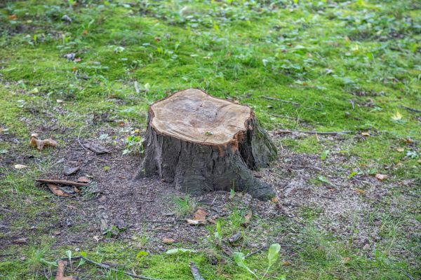 Bush Stump Removal in Indio