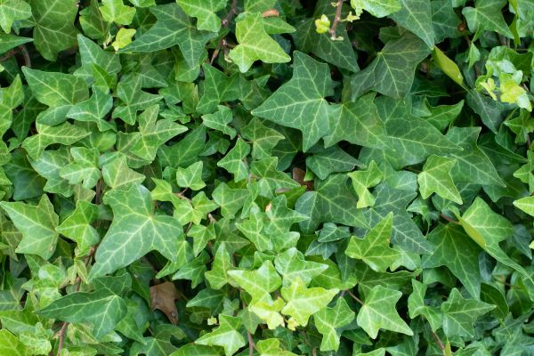 Cost of English Ivy Removal in Indio