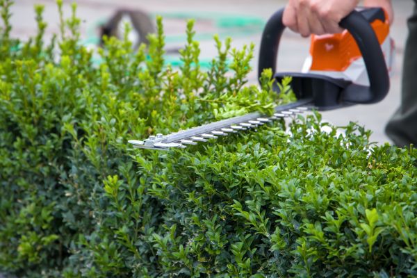 Hedge Pruning in Indio