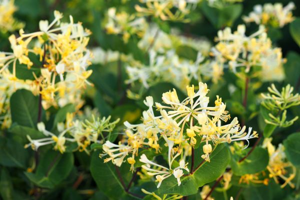 Cost of Honeysuckle Removal in Indio