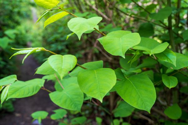 Invasive Plant Removal in Indio