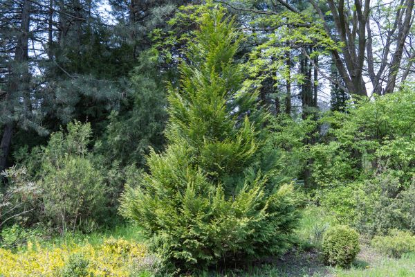 Cost of Juniper Pruning in Indio