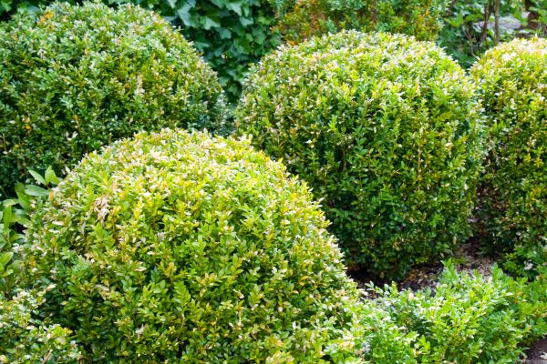 Cost of Landscape Trimming Service in Indio