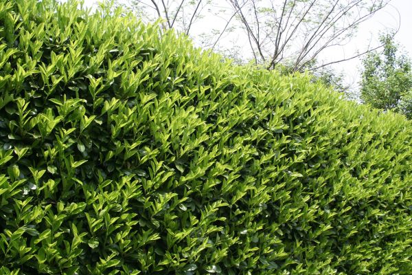 Laurel Removal in Indio