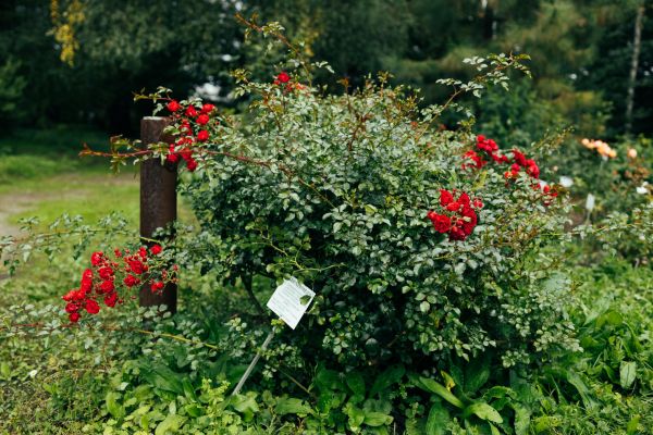 Rose Bush Removal in Indio