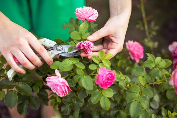 Cost of Rose Trimming in Indio
