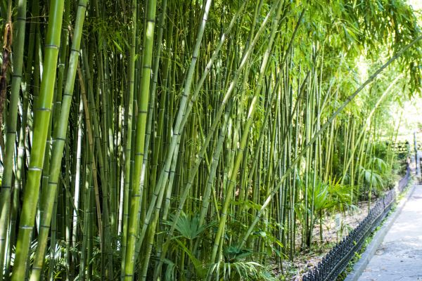 Bamboo Root Removal in Indio