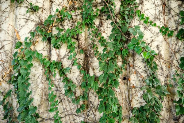 Vine Removal Service in Indio