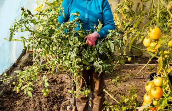 Garden Plant Removal in Indio