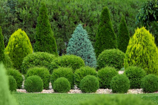 Cost of Shrub Shaping in Indio