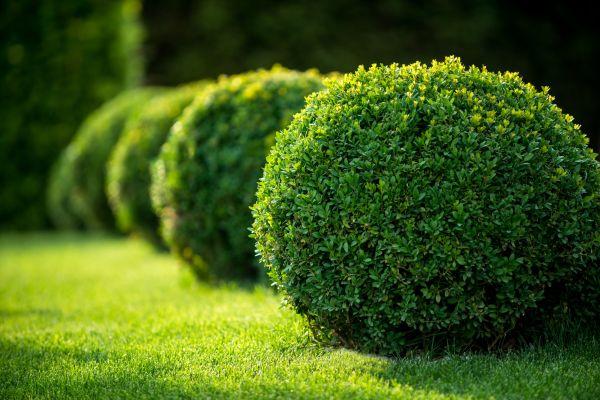 Bush Pruning in Indio