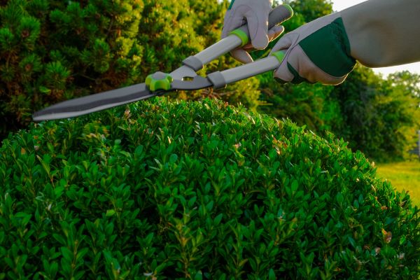 Cost of Topiary Shearing in Indio