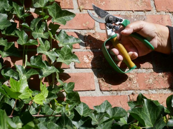 Ivy Removal Service in Indio