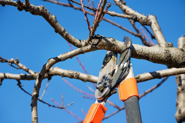 Cost of Selective Pruning in Indio