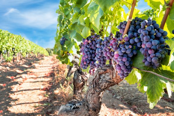Grapevine Pruning in Indio