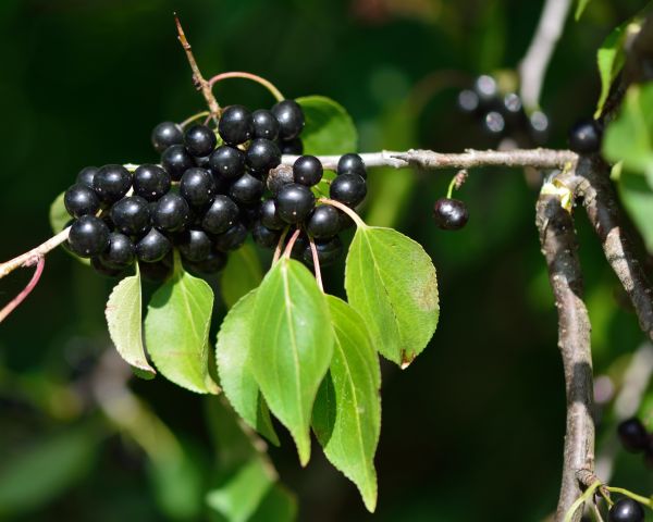Cost of Buckthorn Removal in Indio