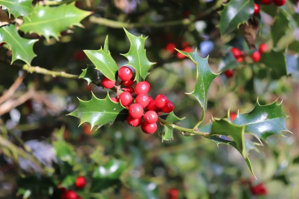 Cost of Holly Tree Trimming in Indio