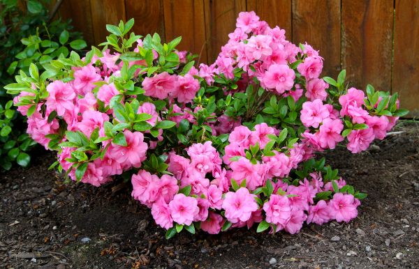 Azaleas Removal in Indio