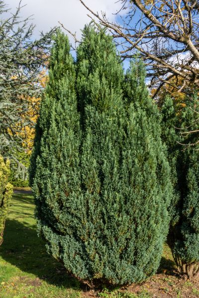 Cost of Juniper Trimming in Indio