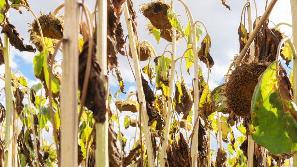 Dead Plant Removal in Indio