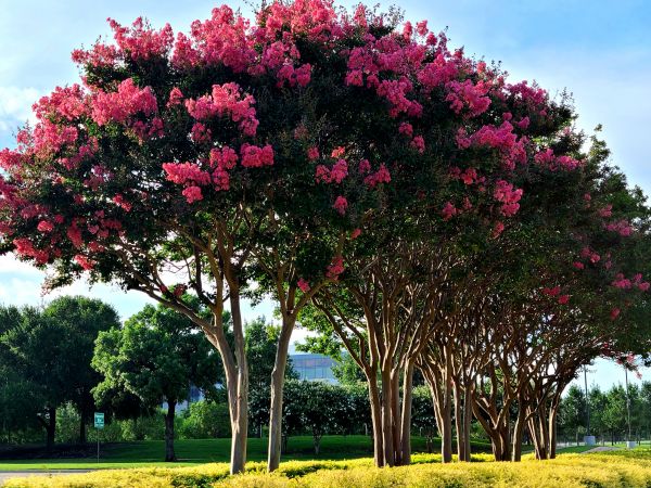 Crepe Myrtle Pruning in Indio