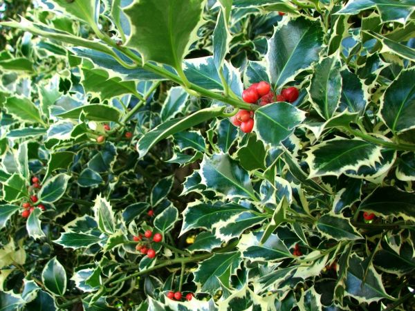 Cost of Holly Bushes Trimming in Indio