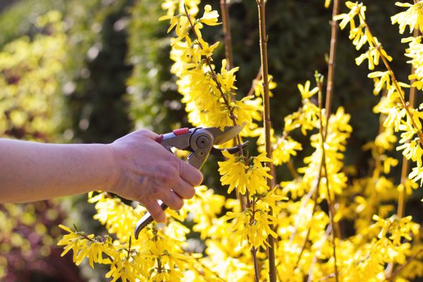 Forsythia Pruning in Indio