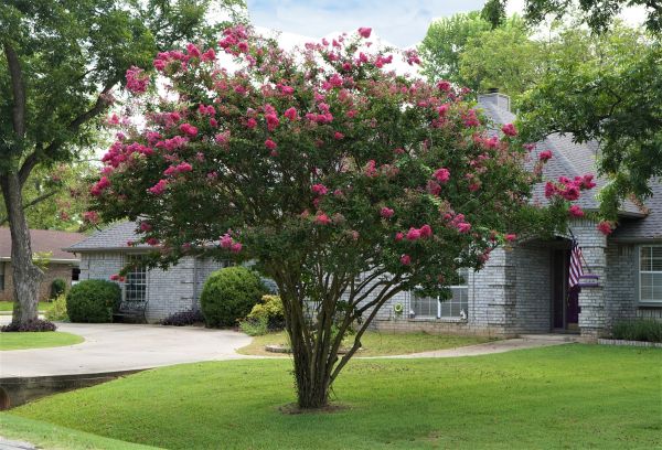 Crepe Myrtle Trimming in Indio