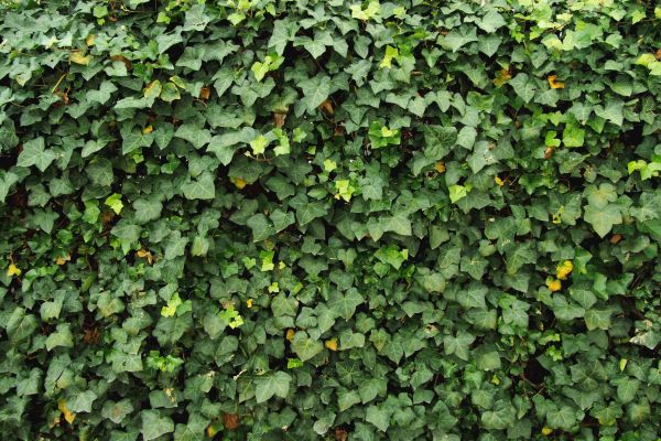 Ivy Pruning service in Indio
