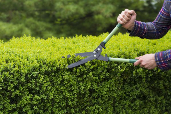Cost of Evergreen Shrub Pruning in Indio