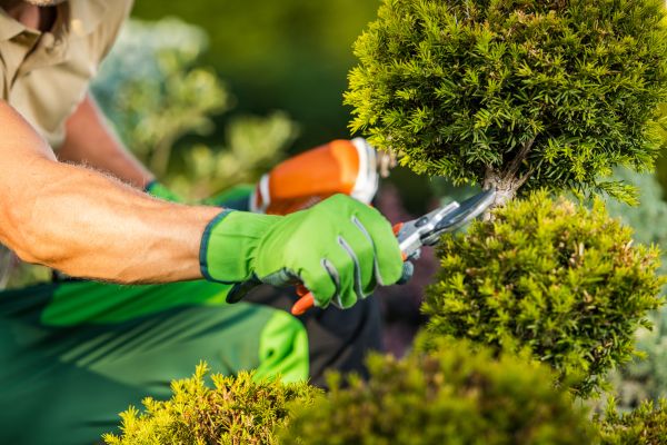 Cost of Landscape Pruning Service in Indio