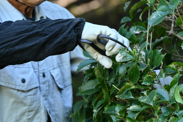 Holly Pruning in Indio