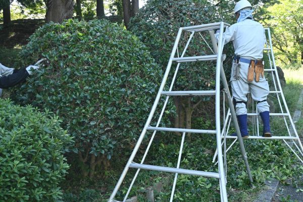 Cost of Holly Shaping in Indio
