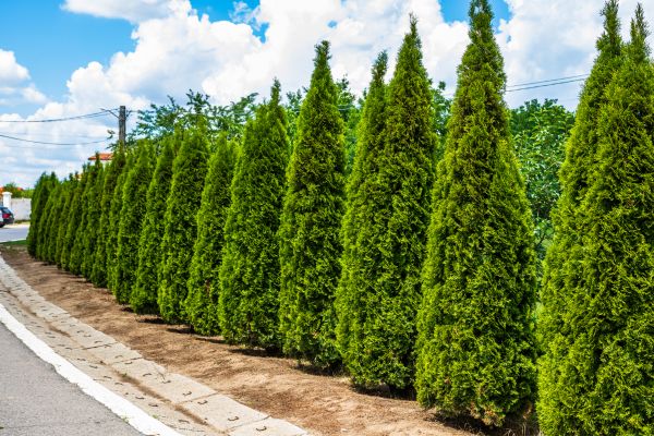 Arborvitae Shearing in Indio