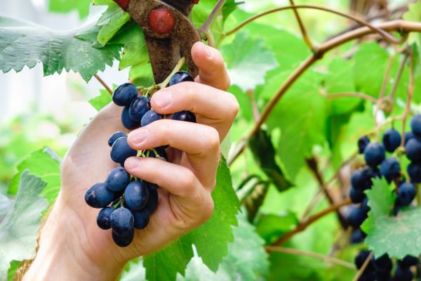 Cost of Vineyard Pruning in Indio