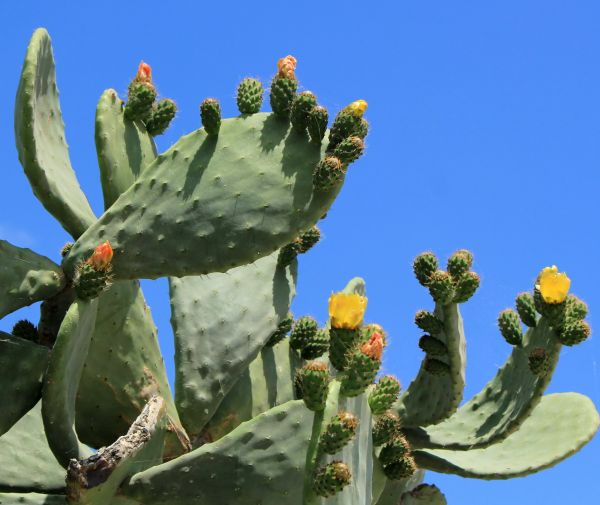 Cost of Cactus Removal in Indio