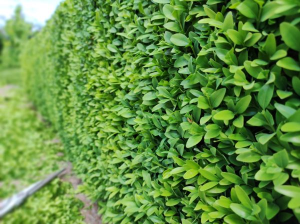 Boxwood Pruning in Indio