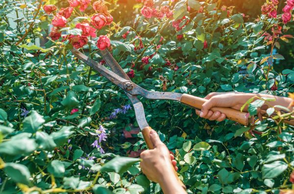 Knockout Roses Pruning in Indio