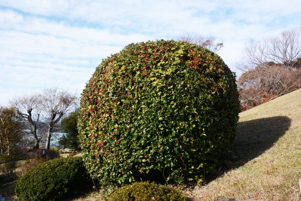 Cost of Holly Shrub Pruning in Indio