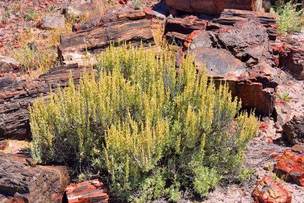 Cost of Sagebrush Removal in Indio
