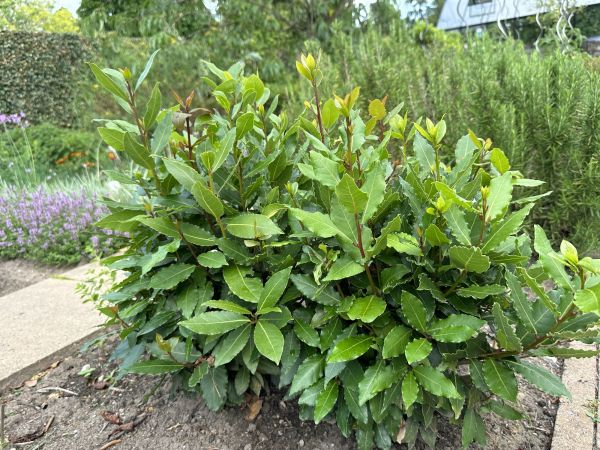 Cost of Laurel Hedge Trimming in Indio