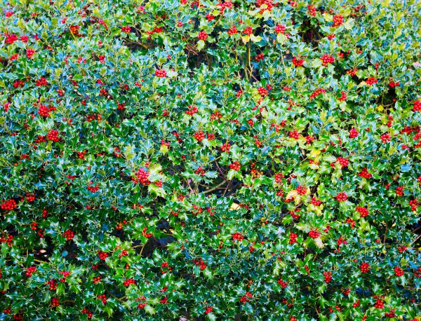 Holly Bush Removal in Indio