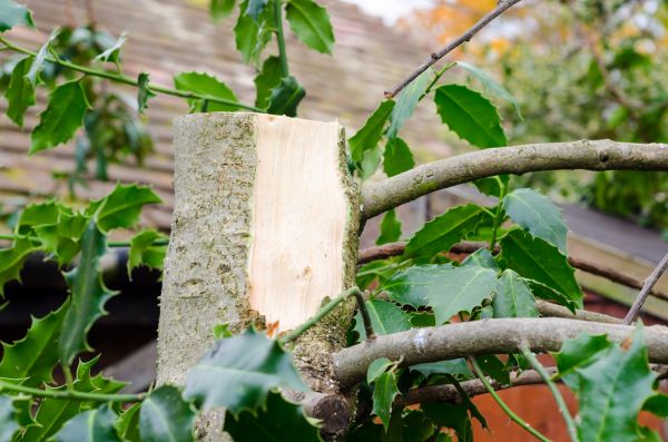 Cost of Holly Tree Removal in Indio