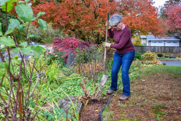 Cost of Dead Bush Removal in Indio