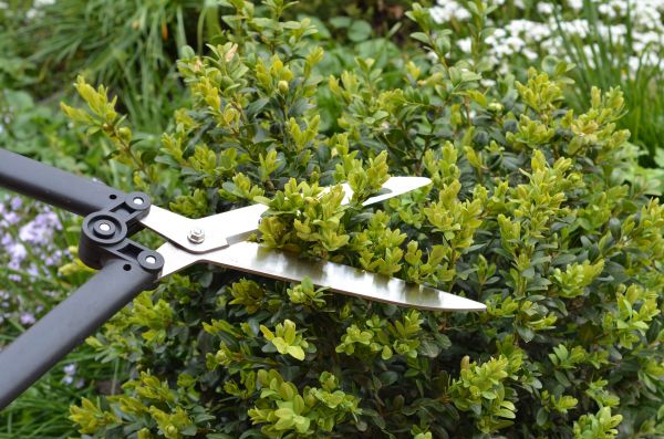 Boxwood Trimming in Indio