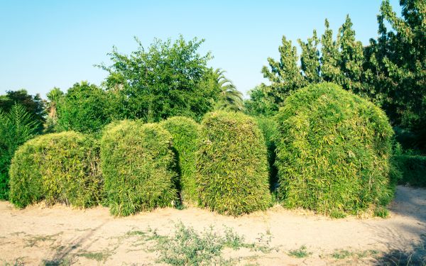 Bamboo Hedge Removal in Indio