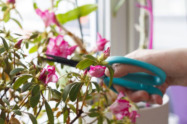 Azalea Pruning in Indio