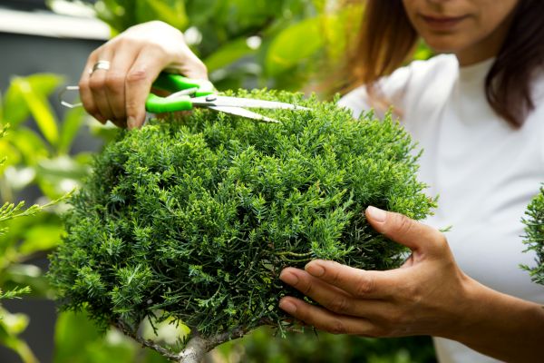 Cost of Juniper Shrub Pruning in Indio