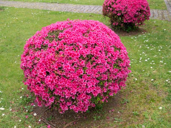 Cost of Rhododendron Pruning in Indio
